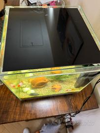 Acquario 30 lt