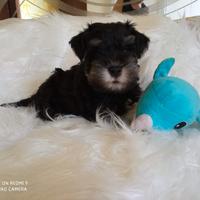 Schnauzer nano Nero Argento