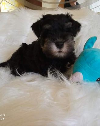 Schnauzer nano Nero Argento