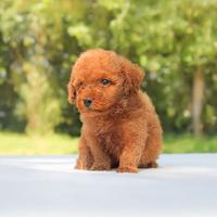 Cucciolo di Barboncino