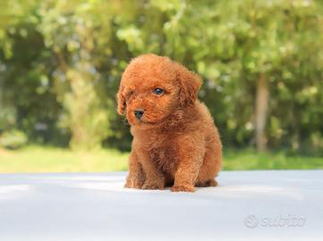 Cucciolo di Barboncino