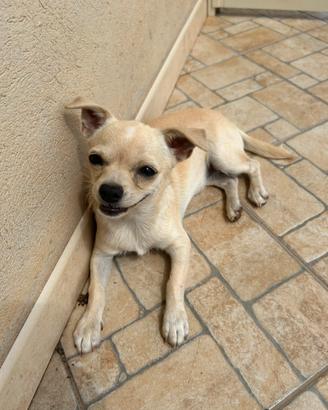 Chihuahua