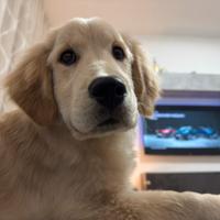 Golden retriver americano con pedigree enci