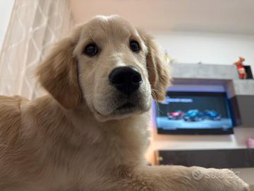 Golden retriver americano con pedigree enci