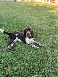 Springer spaniel