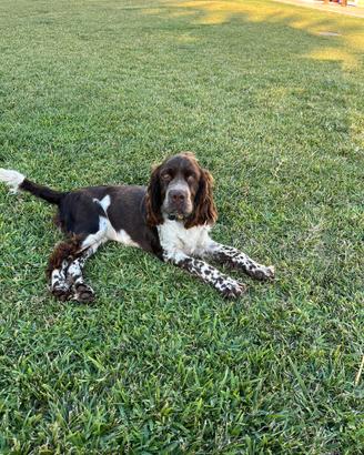 Springer spaniel