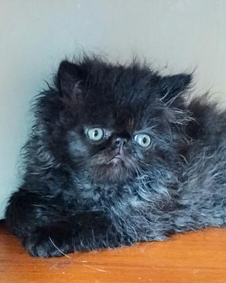 Cuccioli gatti Persiani