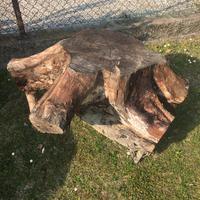 Ceppaia ceppo in noce nazionale