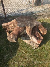 Ceppaia ceppo in noce nazionale