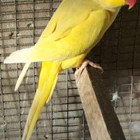 Pappagalli