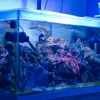 acquario marino 140 litri 