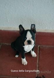 Boston terrier cuccioli disponibili