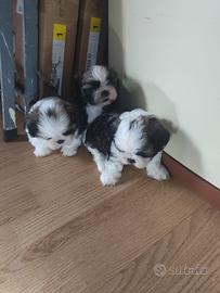 cuccioli Shih-Tzu 