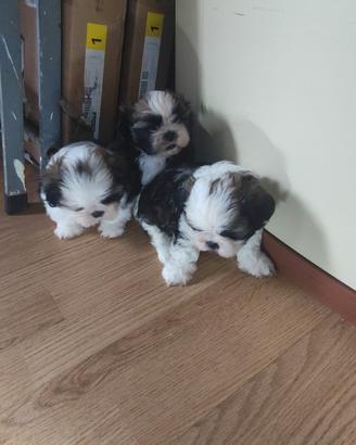 cuccioli Shih-Tzu 