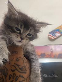 Maine Coon giganti xxl top genetica