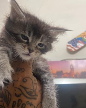 Maine Coon giganti xxl top genetica