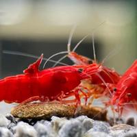 Neocaridine davidi red fire e red sakura