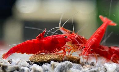 Neocaridine davidi red fire e red sakura