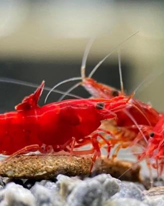 Neocaridine davidi red fire e red sakura