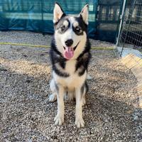 Husky siberian