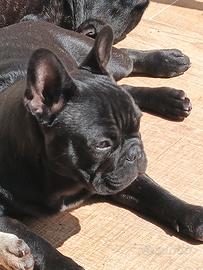 Buldog/ bouledogue francese