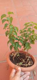 Albicocco, albero da frutto