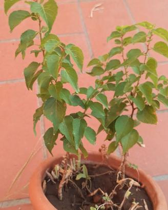 Albicocco, albero da frutto