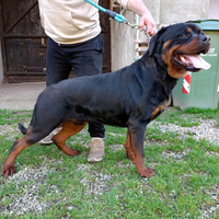 Cuccioli Rottweiler PEDIGREE ENCI