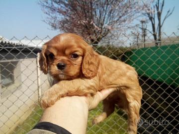 Cavalier King Charles spaniel