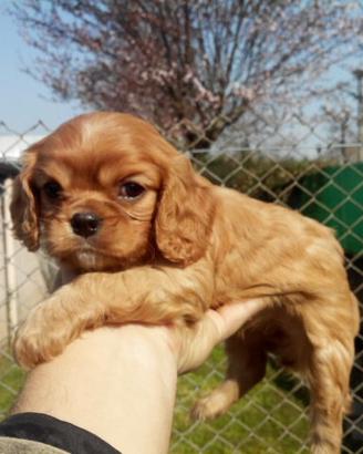 Cavalier King Charles spaniel