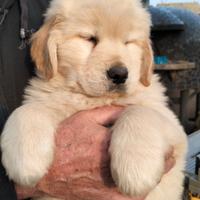 Golden retriever americano