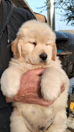 Golden retriever americano
