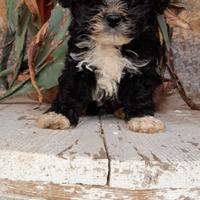 Maltipoo