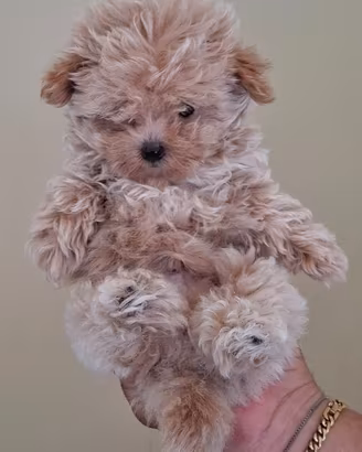 Cuccioki di maltipoo mini toy