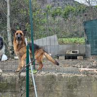 Pastore tedesco a border collie