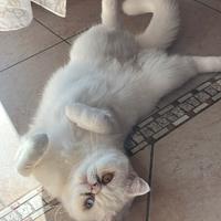 Persiano o exotic per accoppiamento