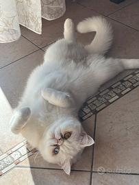 Persiano o exotic per accoppiamento