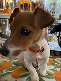 Jack russel