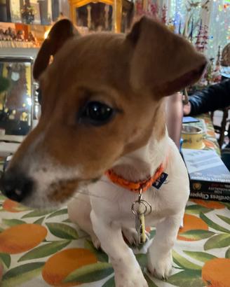 Jack russel