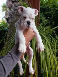 Boxer ,.-
