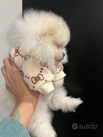 Spitz tedesco nano, volpino di Pomerania