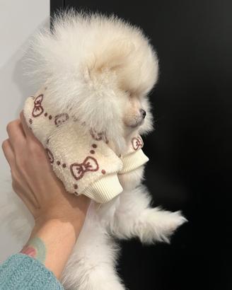 Spitz tedesco nano, volpino di Pomerania