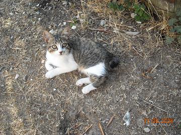 Mici, gatti, gattini, micini