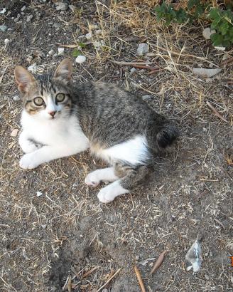 Mici, gatti, gattini, micini
