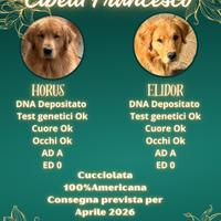 Golden Retriever Linea Americana