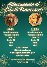 Golden Retriever Linea Americana