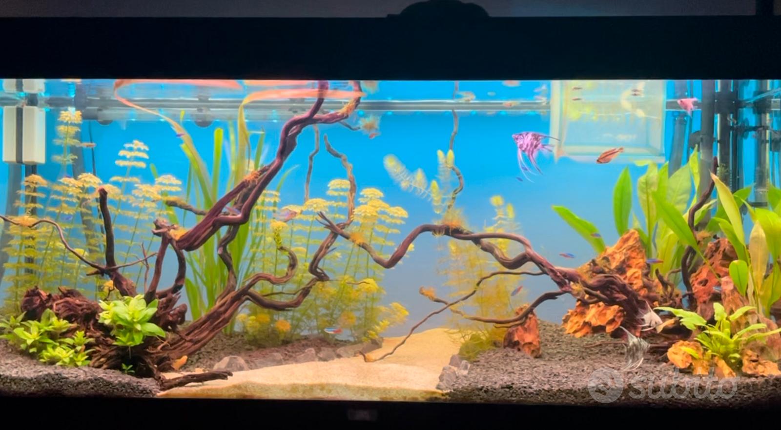 Acquario Juwel Rio 240 con mobile e accessori - Animali In vendita a Milano