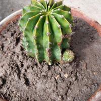 Pianta cactus