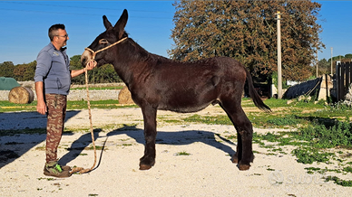 Asino di Martina Franca