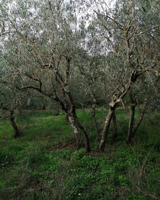 Oliveta